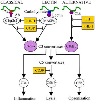 There Is a Method to the Madness: Strategies to Study Host Complement Evasion by Lyme Disease and Relapsing Fever Spirochetes